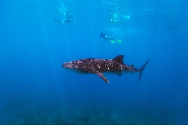 Whale Shark Trip